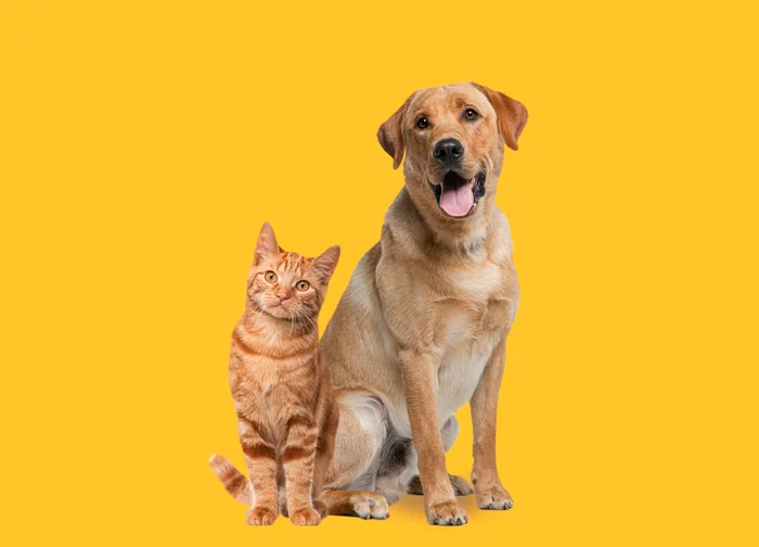 Pet Insurance